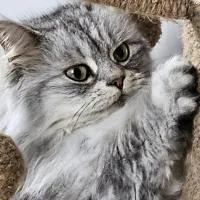 MIOUCHETTE